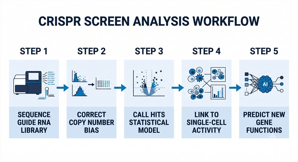 Figure 1: Sequential five-step workflow for advanced CRISPR screen analysis, detailing the progression from raw data sequencing and correction to single-cell integration and predictive machine learning. Credit: AI-generated image created using Google Gemini (2026). Five-step diagram illustrating the CRISPR screen analysis workflow from initial sequencing to machine learning prediction.