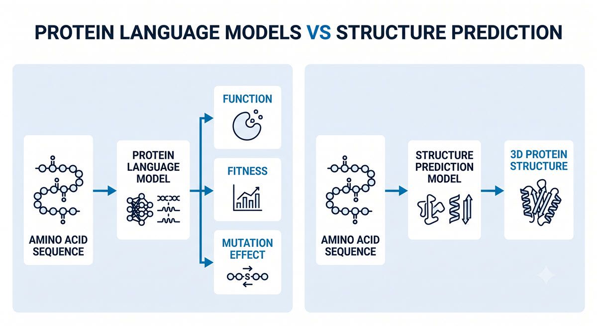Figure 1: A two-panel comparison showing how a protein sequence flows into a protein language model to predict function versus into a structure predictor to generate a three-dimensional model. Credit: AI-generated image created using Google Gemini (2026). AI-generated diagram comparing protein language model and AlphaFold structure prediction.
