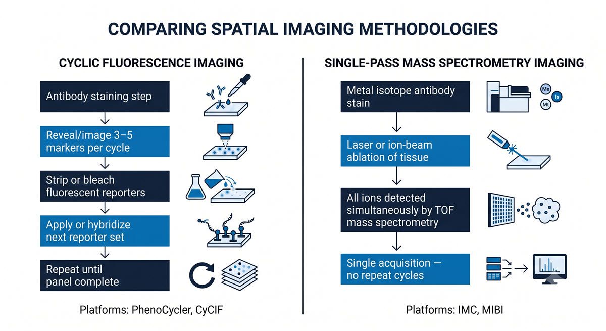 AI-generated two-panel diagram comparing cyclic fluorescence imaging and single-pass mass spectrometry imaging workflows for multiplexed tissue proteomics.