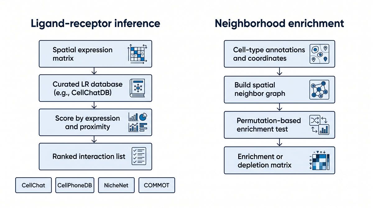 Cell-Cell Communication & Neighborhood Analysis | Technology Networks