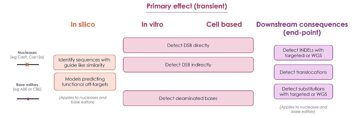 Off-Target Detection Methods for Base Editing Therapies | Technology ...