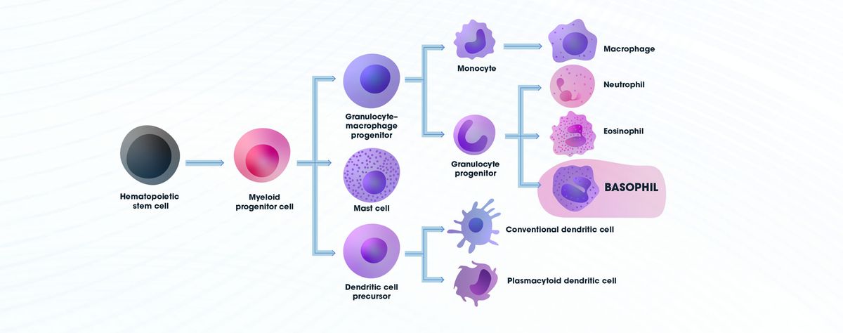Figure 1: Diagram showing the differentiation pathway for the development of basophils. Diagram showing the differentiation pathway for the development of basophils with other cell types along the pathway indicated..