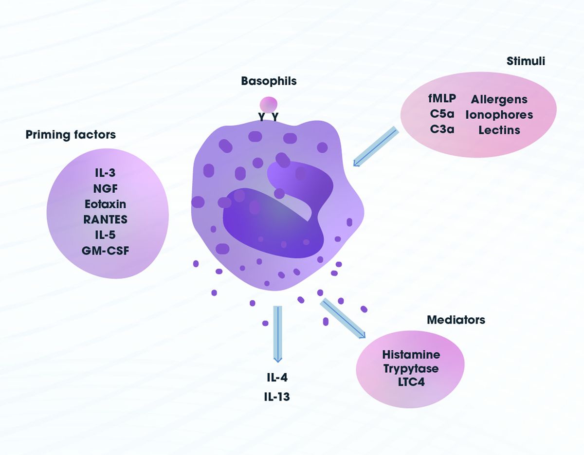 Basophils Basophil Function Origin And Related Conditions Technology Networks 3052