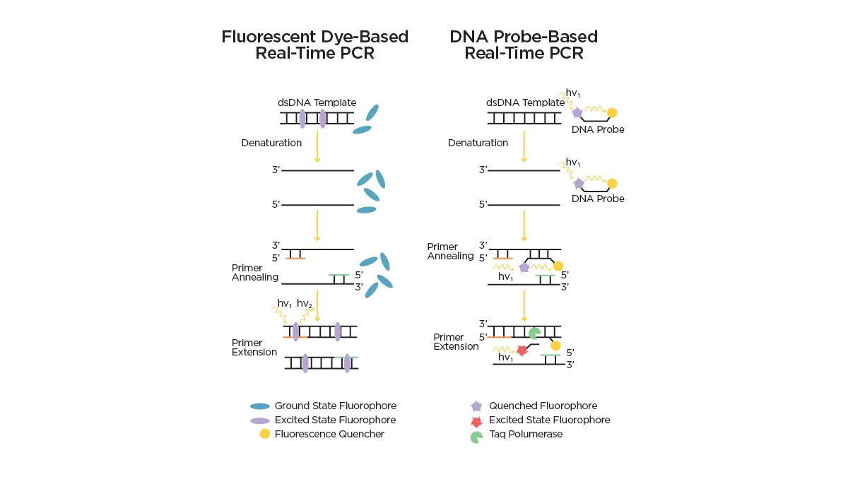 A Guide To DNA And RNA Quantification And Quality Technology Networks A Guide To DNA And RNA Quantification And Quality Technology Networks