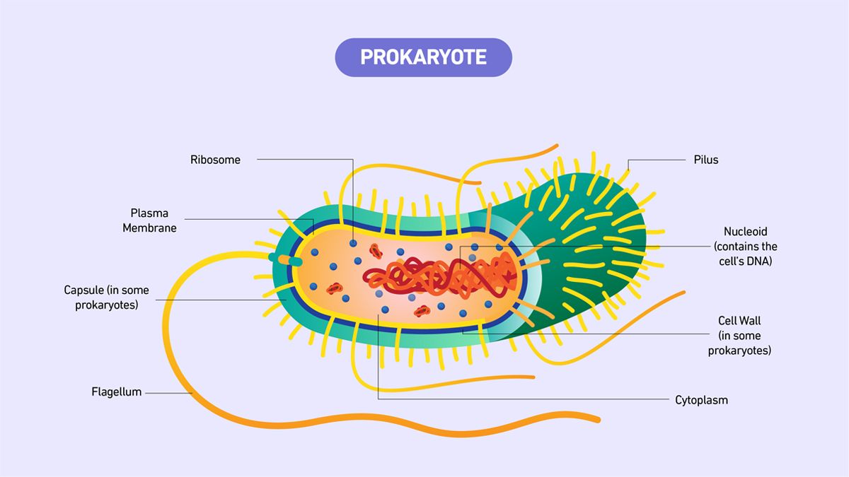 Figure 2: The key structures present in a prokaryote cell. Credit: Technology Networks. Diagram of a prokaryotic cell showing labeled structures, including nucleoid, ribosomes, and plasma membrane.