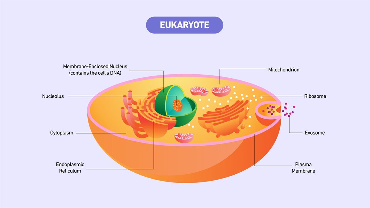 Figure 3: The key structures present in a eukaryote cell. Credit: Technology Networks. Diagram of a eukaryotic cell with labeled structures, including nucleus, mitochondrion, and endoplasmic reticulum.
