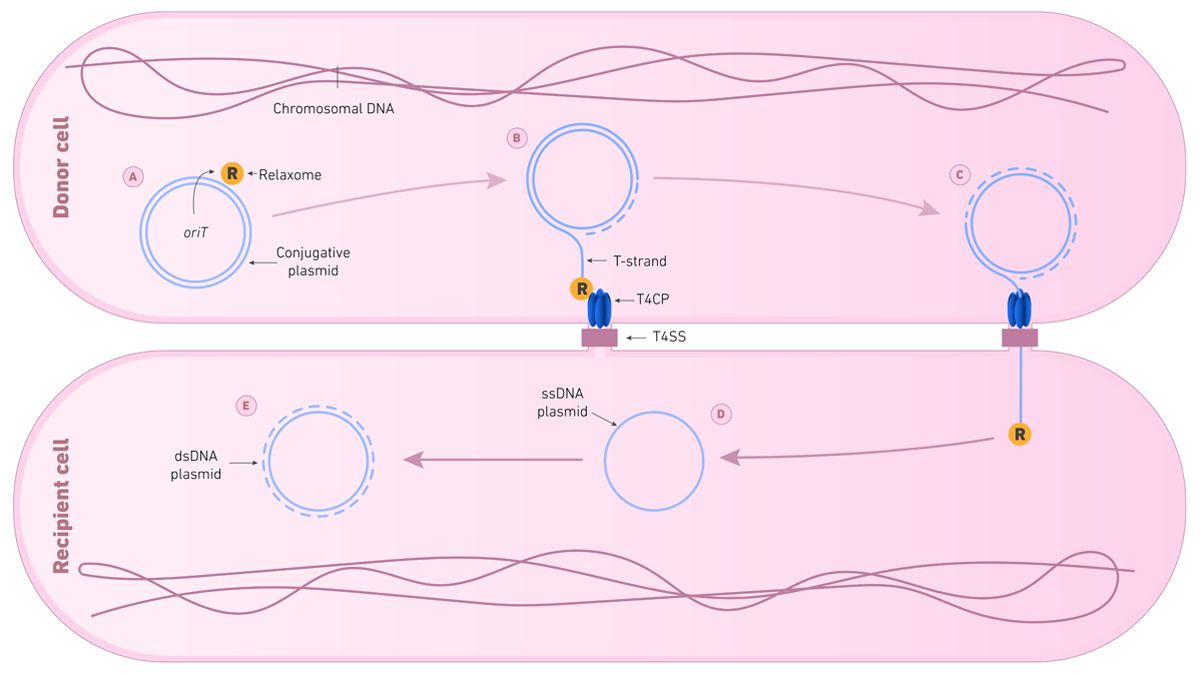 Figure 1: Diagram showing the stages of bacterial conjugation. Diagram showing the stages of bacterial conjugation. A) Relaxase in the relaxome complex cleaves the plasmid DNA, generating a T-strand. B) T-strand and relaxome bind TC4P, which is then recruited to the T4SS while DNA replication occurs. C) Relaxome and T-strand are shot and pumped into the recipient cell. D) Plasmid ssDNA is released. E) Plasmid dsDNA is replicated