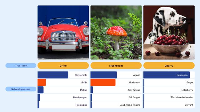 Pictures of a car, mushroom and dog with cherries and examples of the various labels that could be given to the same image.