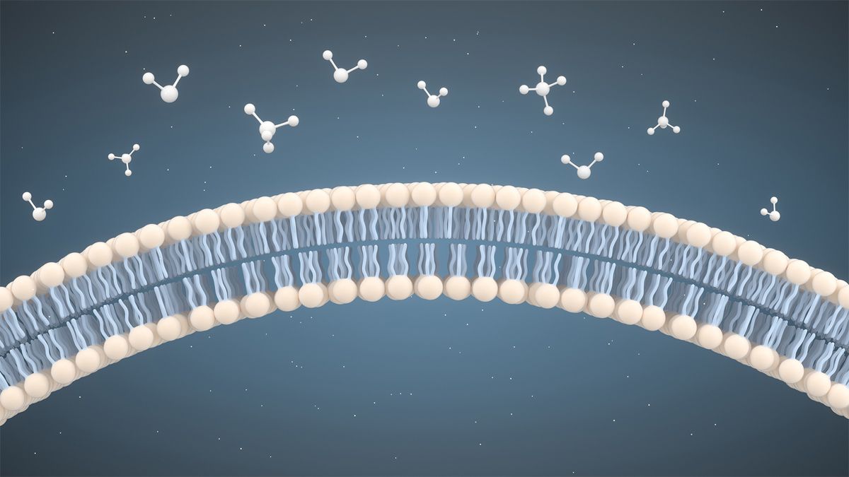 A close-up of a lipid nanoparticle showing the phospholipid bilayer.
