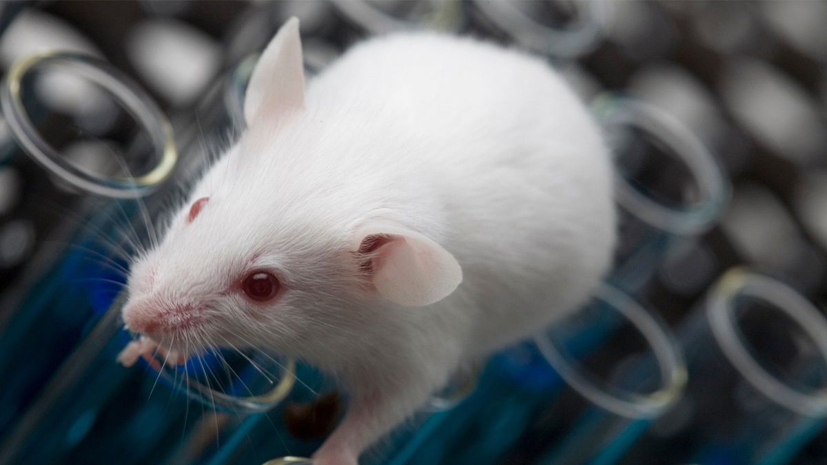A lab mouse in toxicity studies for vaccines on top of some test tubes.