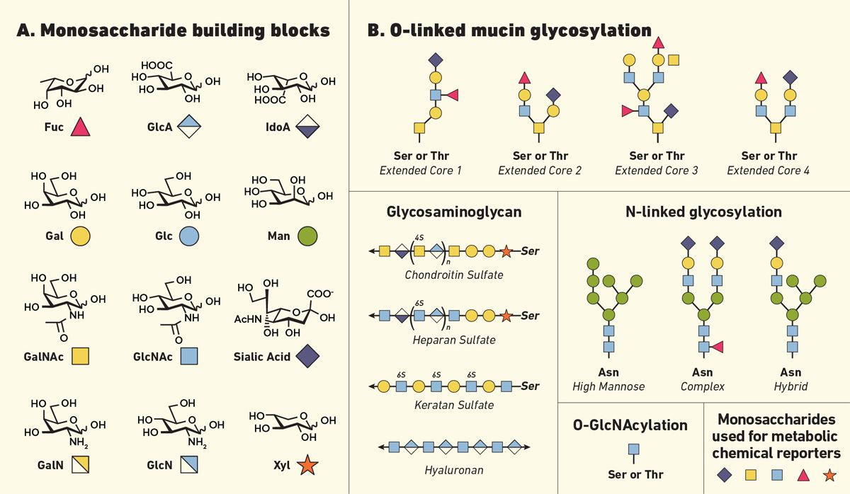 Figure 1. The monosaccharide building blocks involved in glycosylation and example structures of O-linked vs N-linked glycans. Diagram comparing O-linked and N-linked glycan structures with common monosaccharide building blocks.