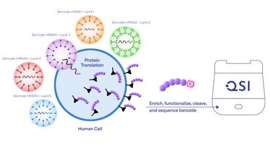 Figure 1: Screening nucleic acid delivery methods using protein barcodes. Illustration showing screening nucleic acid delivery methods using protein barcodes.