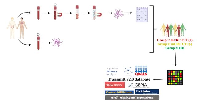 Figure 1: The workflow of the study. The study compares circulating miRNA profiles among mCRC patients that were CTC(+) (mCRC CTC(+)), CTC(-) (mCRC CTC(−)) and healthy individuals (HIs). Flow diagram showing the steps of the study illustrated with blood samples, extracted RNA, the experimental groups and tools used to asses the data.