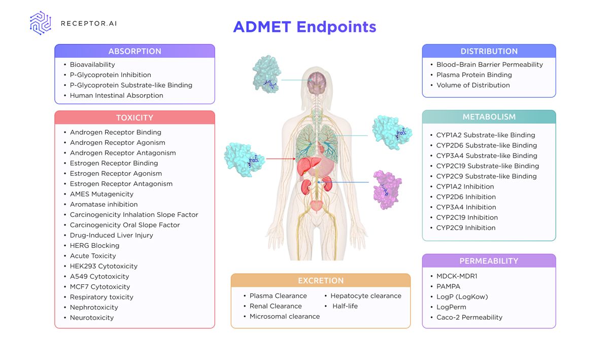 Figure 2: Overview of ADMET endpoints supported by Receptor.AI, covering key parameters across absorption, distribution, metabolism, excretion, toxicity and permeability relevant to early-stage drug development. A diagram of the human body labeled with the various endpoints measured in ADMET studies