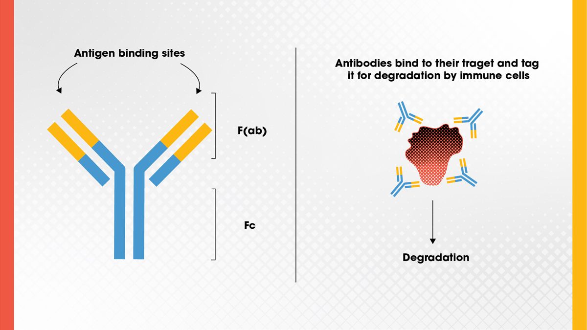 Figure 1. Antibody structure, showing the antigen binding site and F(ab) and Fc regions, and the basic function of the antibody. Credit: Technology Networks. The structure of an antibody showing the F(ab) and Fc regions next to a diagram showing antibodies binding to a target