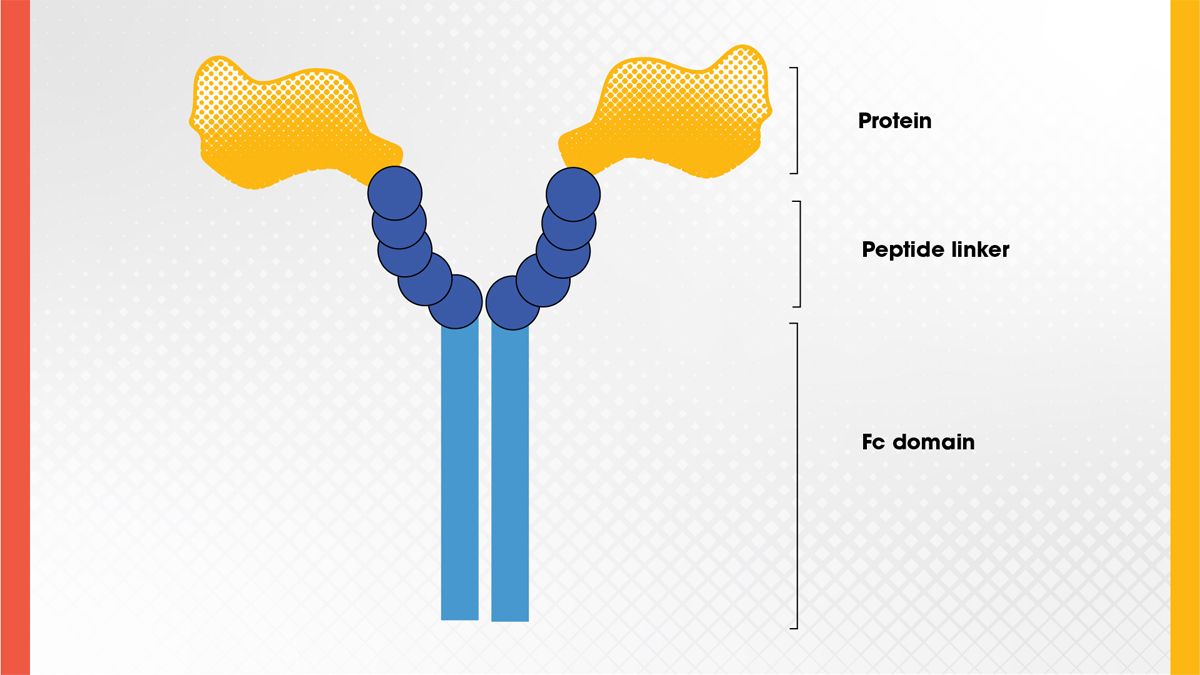 Figure 2. Structure of an Fc fusion protein. Credit: Technology Networks. The structure of an Fc fusion protein showing the protein bound to a peptide linker and the Fc domain.