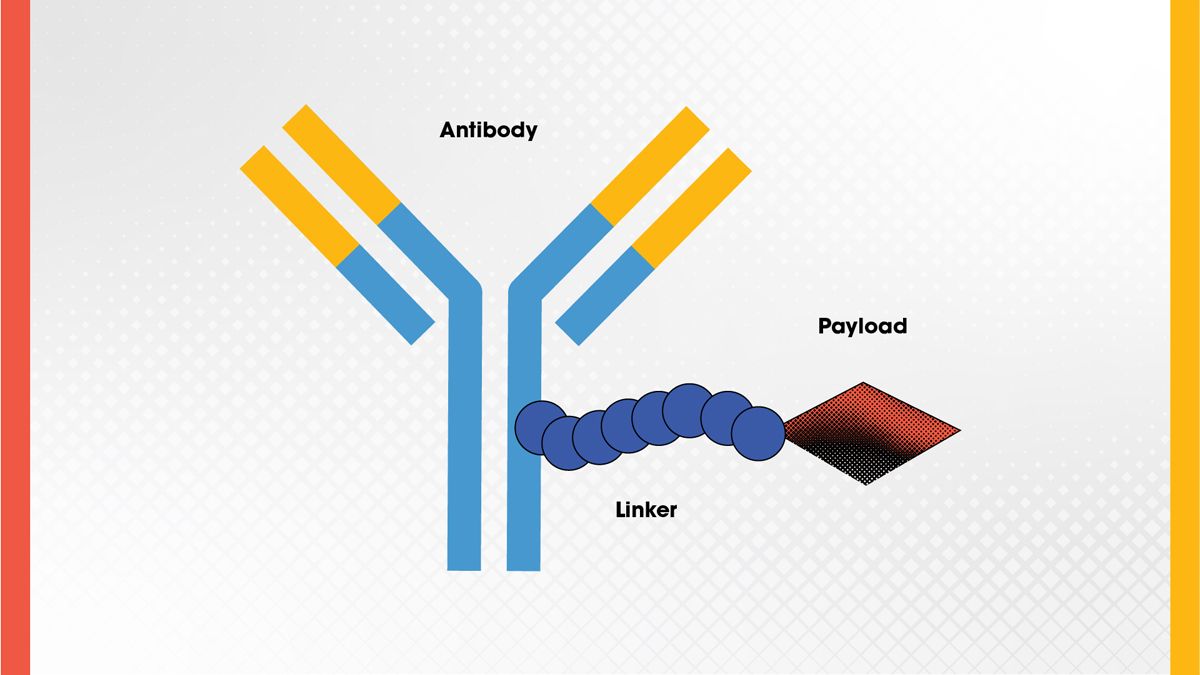 The structure of an antibody-drug conjugate showing the antibody bound to a linker and payload.