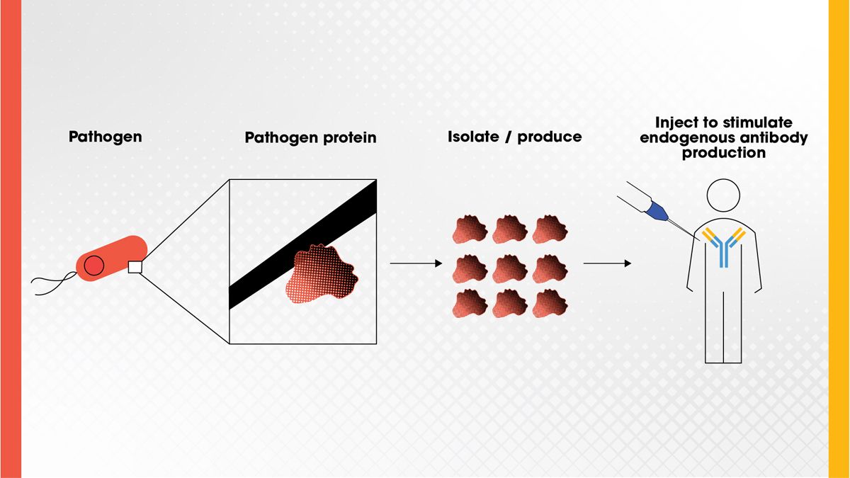 Figure 4. A protein found on a pathogen can be isolated and injected as a vaccine to stimulate antibody production in the body to confer immunity to the pathogen. Credit: Technology Networks. The process of isolating and administering a subunit vaccine to stimulate antibody production.