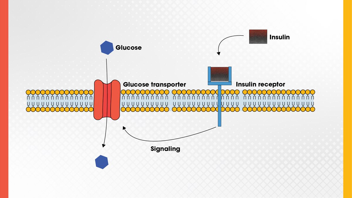 Figure 5. Insulin regulates blood sugar by binding to the insulin receptor, which induces intracellular signaling that activates the glucose transporter to stimulate glucose uptake. Credit: Technology Networks. The process of blood sugar regulation showing how the insulin receptor induces transfer of glucose across the cell membrane.