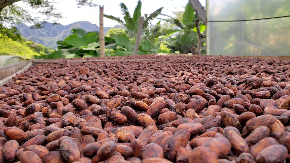 Cocoa beans lying out in Colombia Hundreds of brown cocoa beans lying out in a square shape. Plants and mountains in the background.