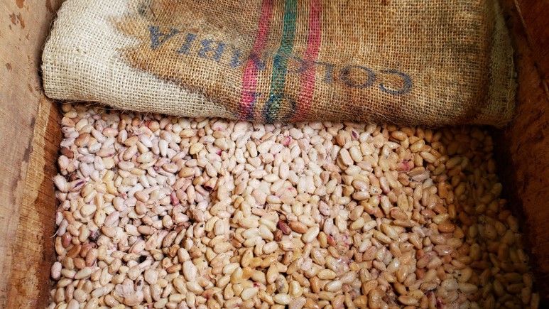 White cocoa beans in a crate Hundreds of white cocoa beans in a crate. Sack material visible.
