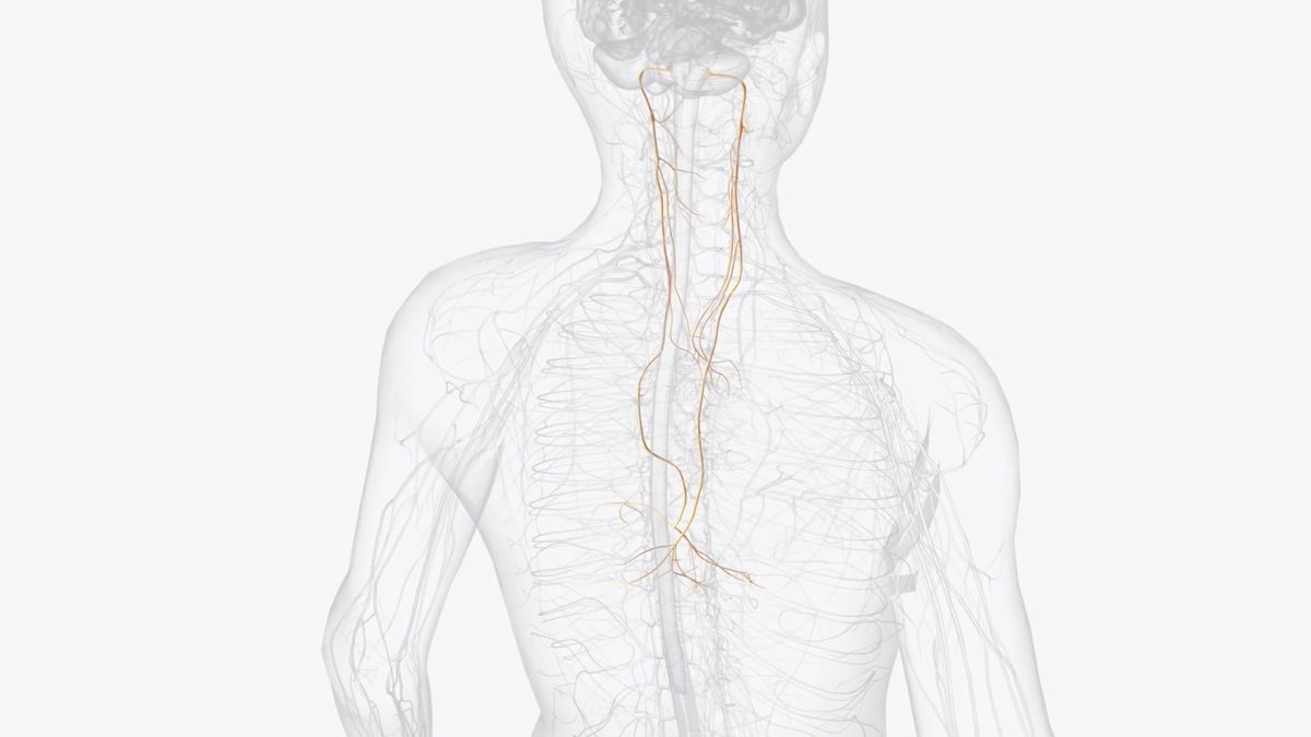 A diagram of the upper human body showing the vagus nerve in orange connected to the brain and spinal cord.
