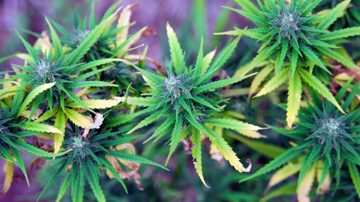 Close-up of the cannabis plant, the source of THC, the target of a study investigating THC after stroke.
