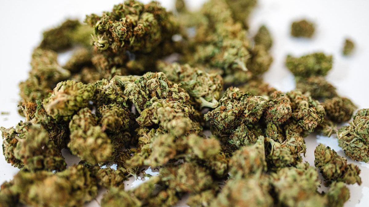 Close up of dried cannabis containing the active ingredient THC.