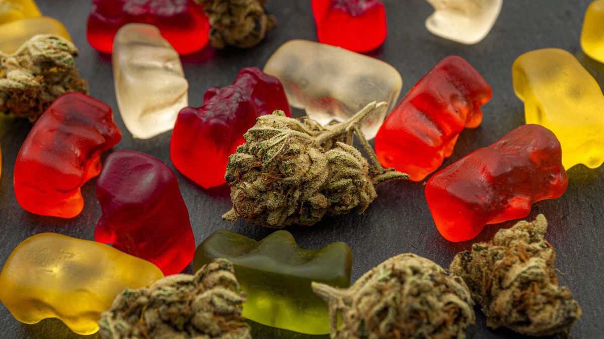 Red, yellow and white gummy bears surrounding dried clumps of cannabis.