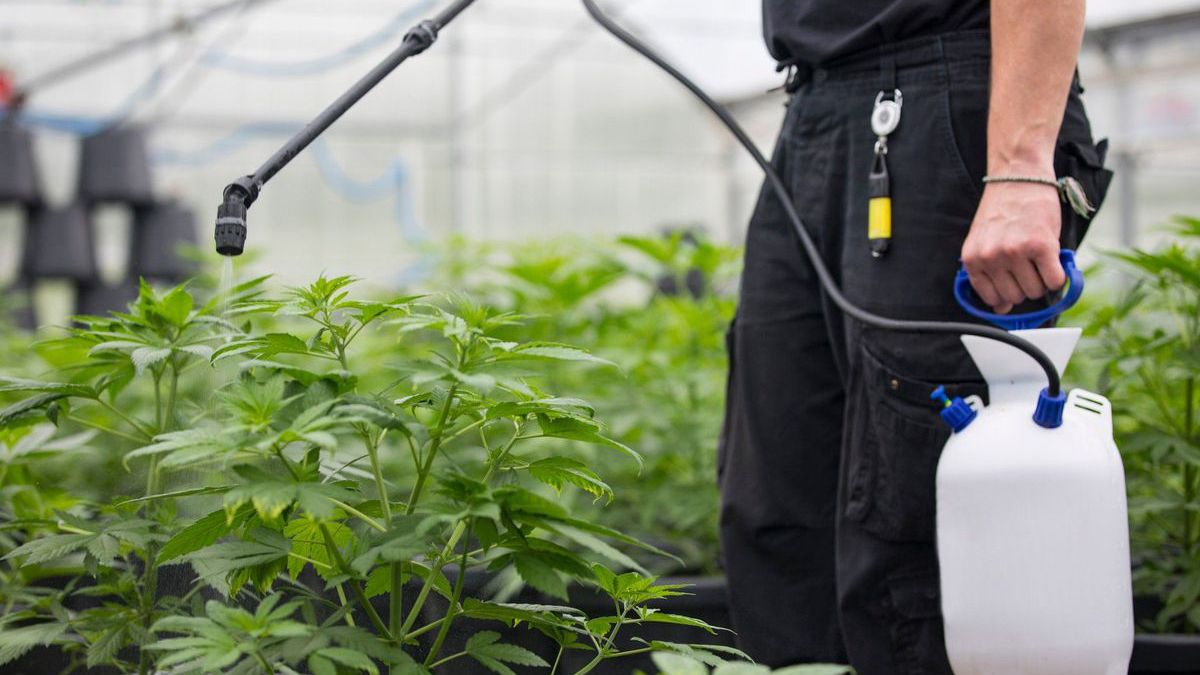 Someone spraying cannabis plants with disinfectant to try and prevent the spread of hop latent viroid.