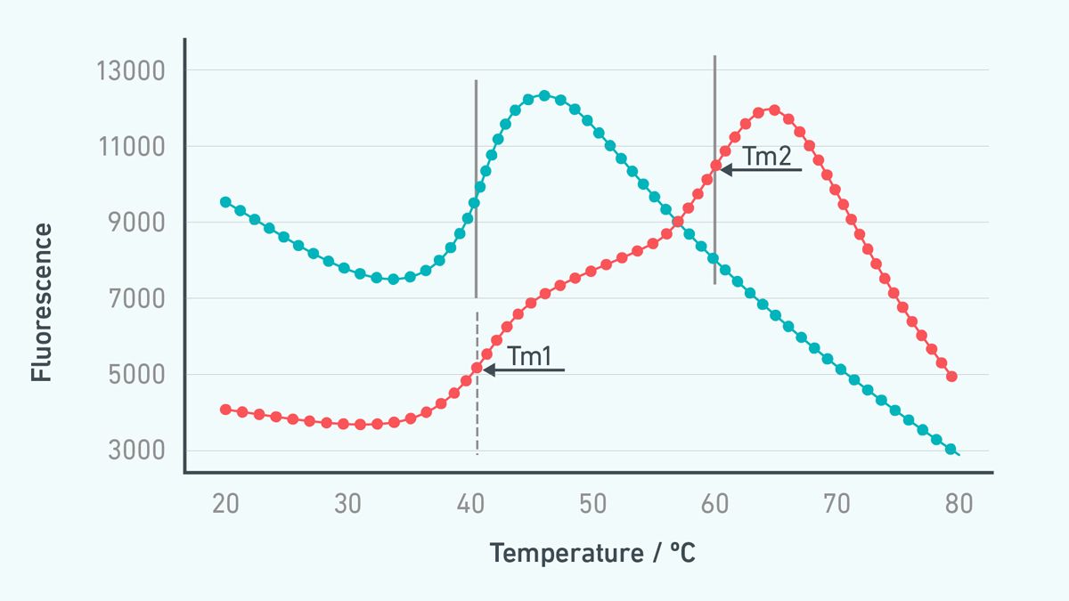 Figure 2. Changes in melting temperature observed using DSF. Different transitions that appear during heating can be caused by different physical interactions, e.g., aggregation will increase the Tm, or ligands that stabilize a portion of the protein sample (orange); the latter shows (in orange) one Tm similar to the unchanged protein, together with, one (or more) Tm at a higher temperature during the denaturation process. Credit: Technology Networks. Changes in melting temperature observed using differential scanning fluorimetry.