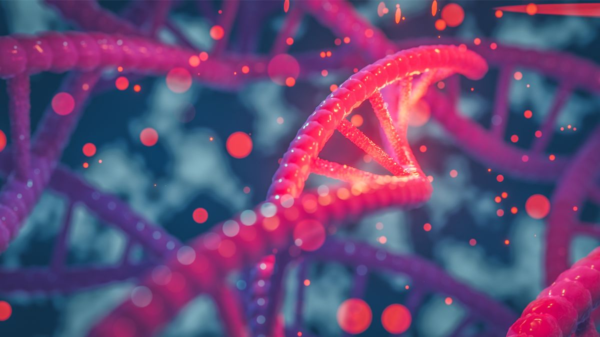 A DNA double helix in red, the genetic code which influences human phenotypes.