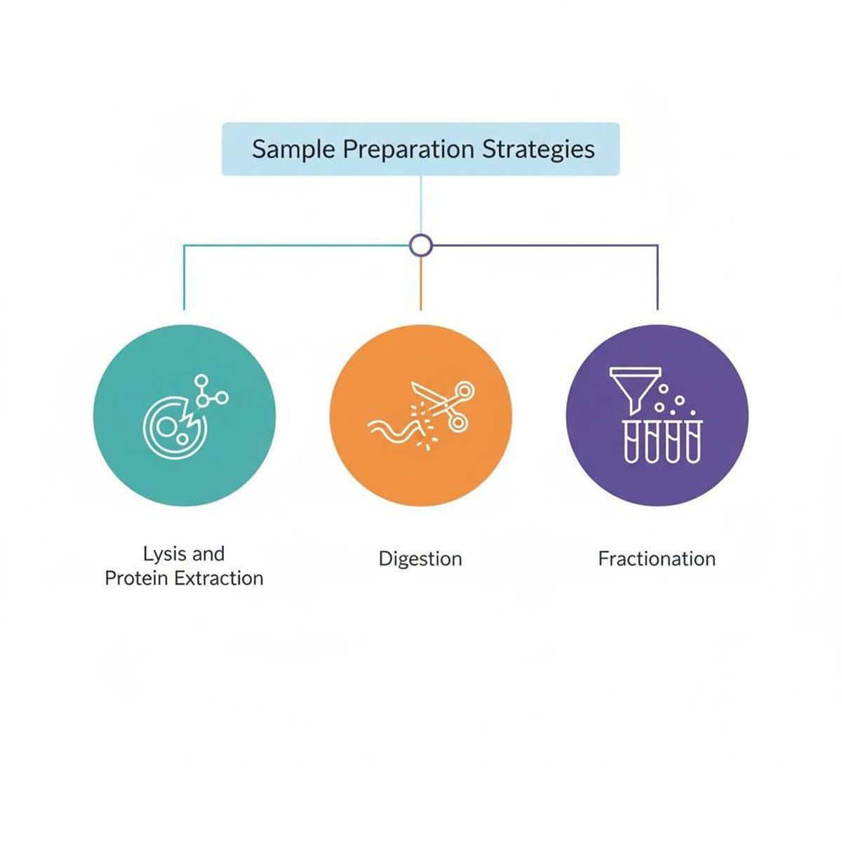 Proteomics sample preparation strategies. Credit: AI-generated image created using Google Gemini (2025). AI-generated infographic of the sample preparation strategies used in proteomics.