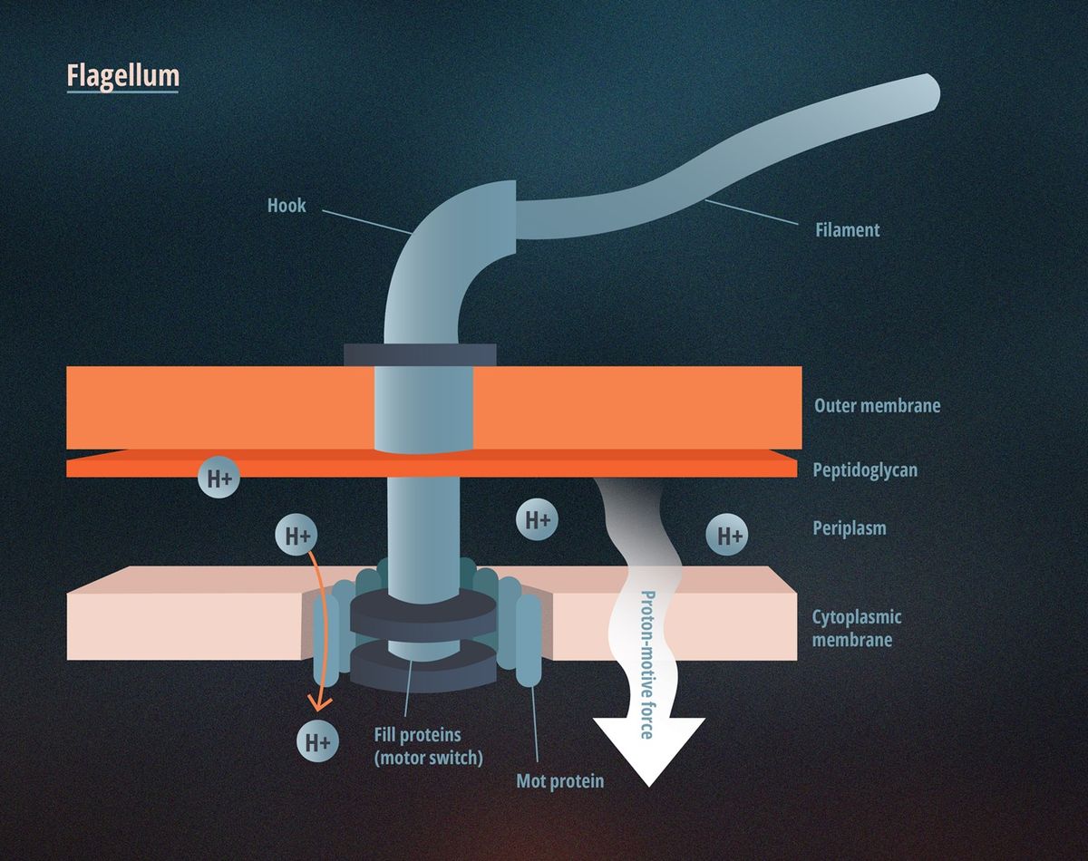 A cross section of a flagellum's key structures.