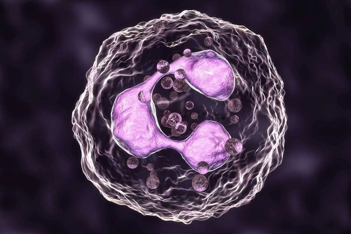 An illustration of a neutrophil, which show heightened response when exposed to [6]-gingerol in laboratory settings