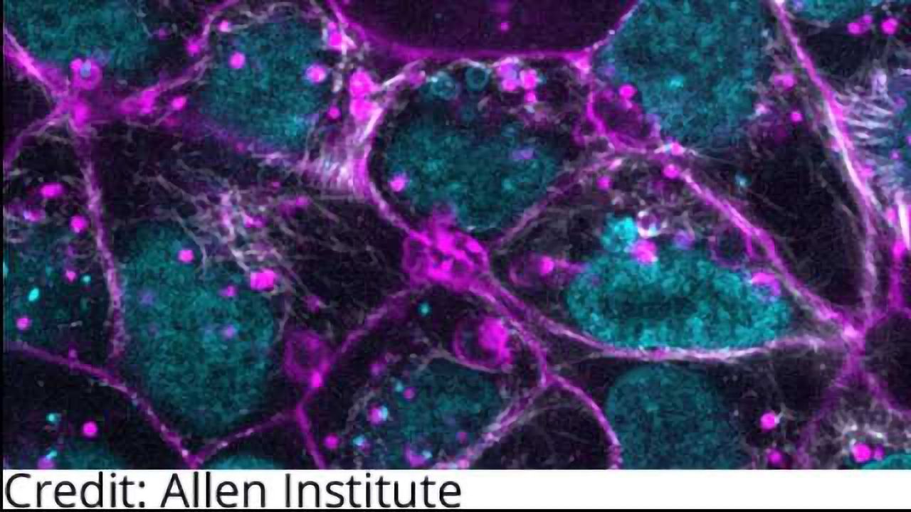 Allen Institute Releases Gene Edited Human Stem Cell Lines