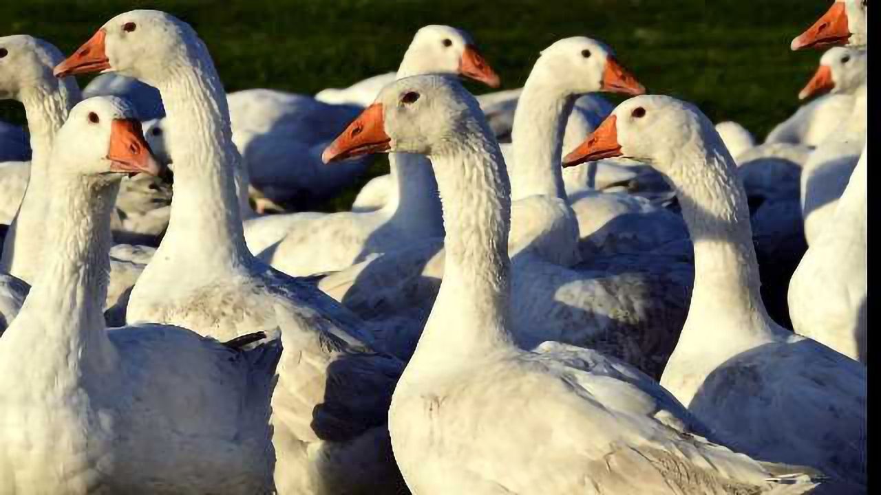 Bird Flu Confirmed in the Netherlands