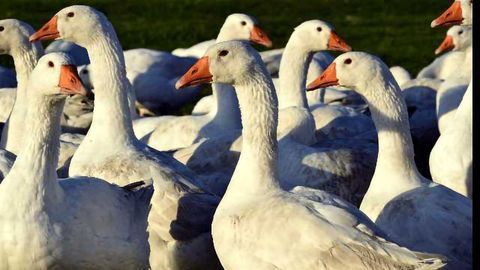 Bird Flu Confirmed in the Netherlands