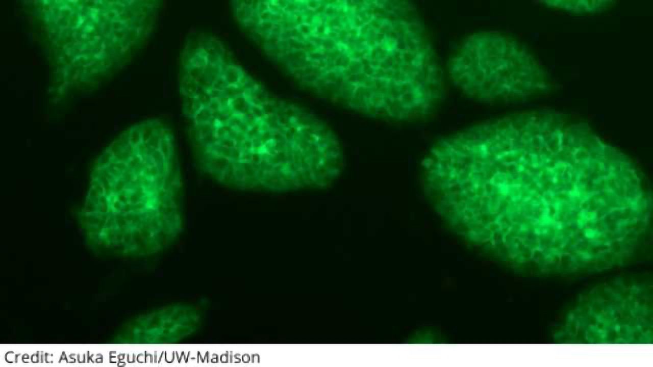 Designer Cell Fate Switches Could Streamline Stem Cell Biology