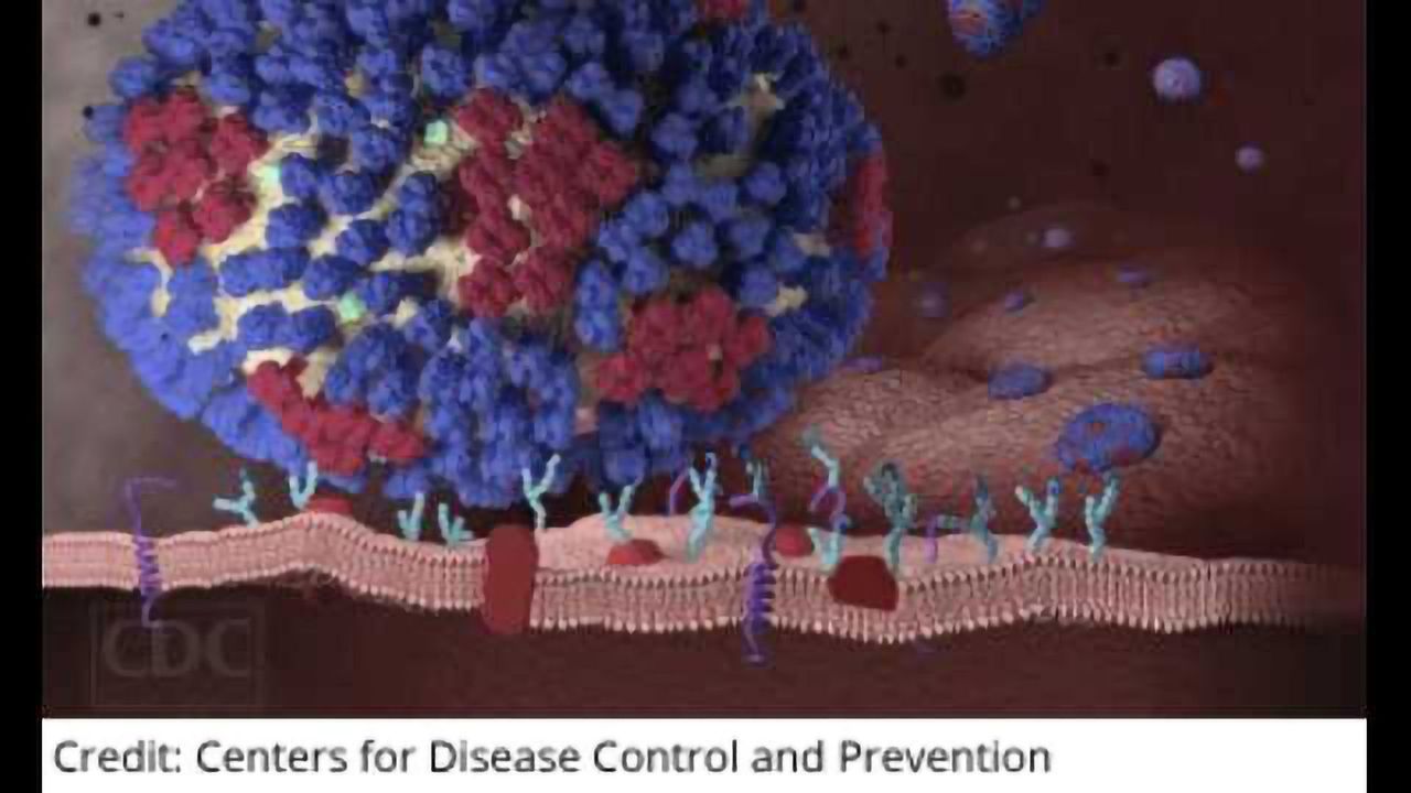 New Mechanism to Control Human Viral Infections Discovered