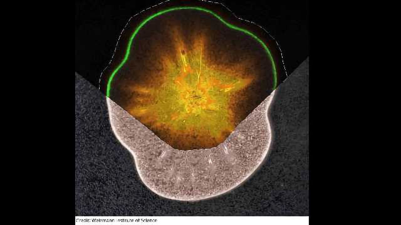 Plant Analysis – Identifying Metabolites