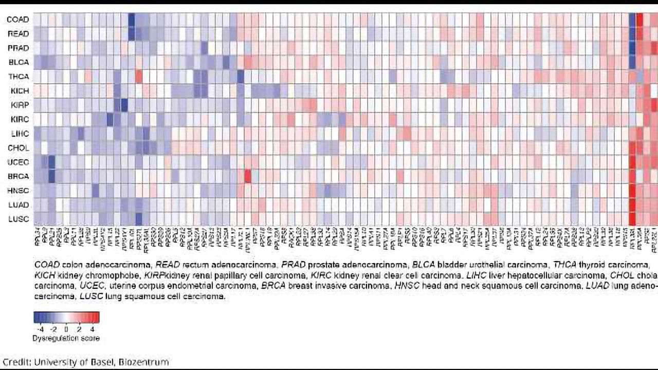 Protein-Based “Cancer Signature” Uncovered