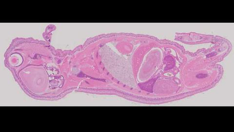 cellSens Software Pushes the Boundaries of Microscopy