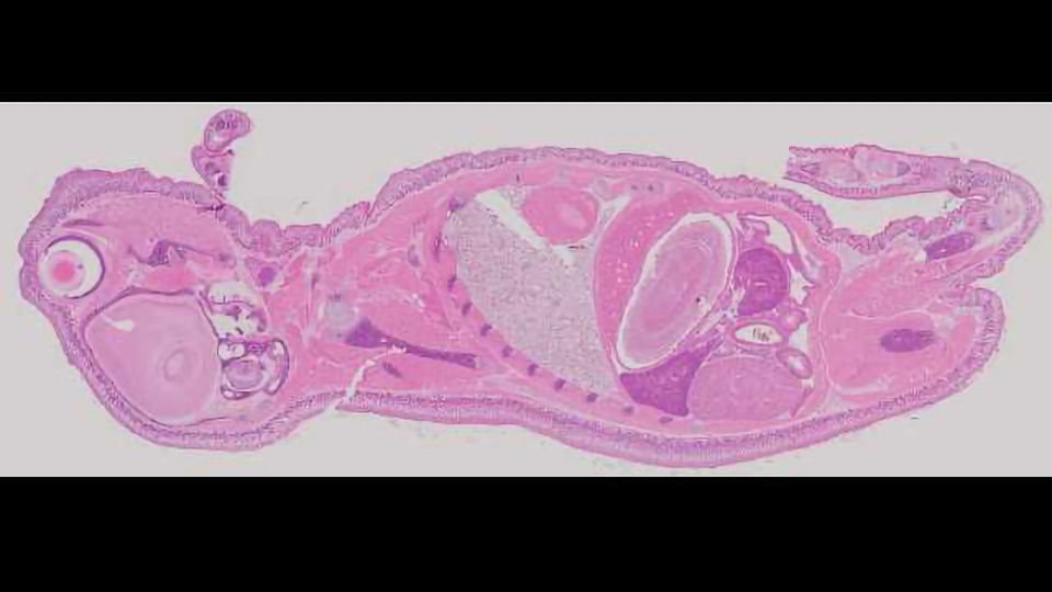 cellSens Software Pushes the Boundaries of Microscopy content piece image