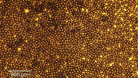 Hydrogel Beads for 3D Cell Growth