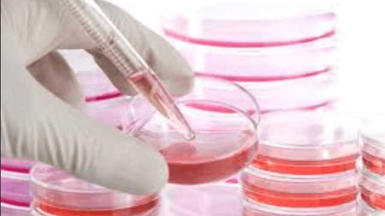 New Cell Lines and Controls for PD-1 Research