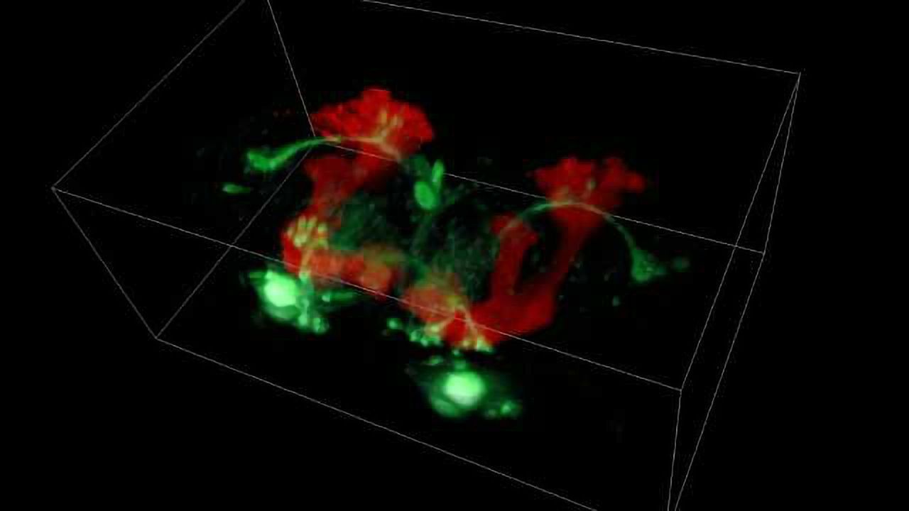 Real-Time 3D Imaging of Living Organisms