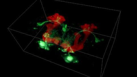 Real-Time 3D Imaging of Living Organisms