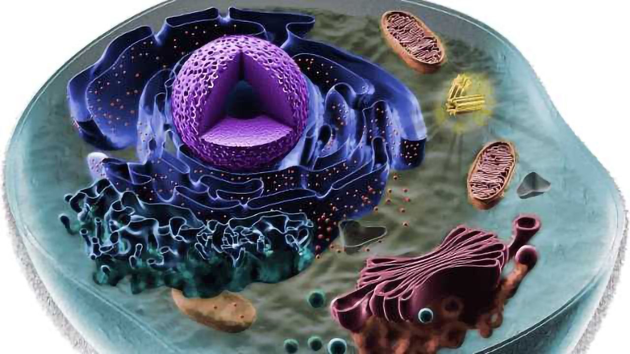 What is Vimentin?