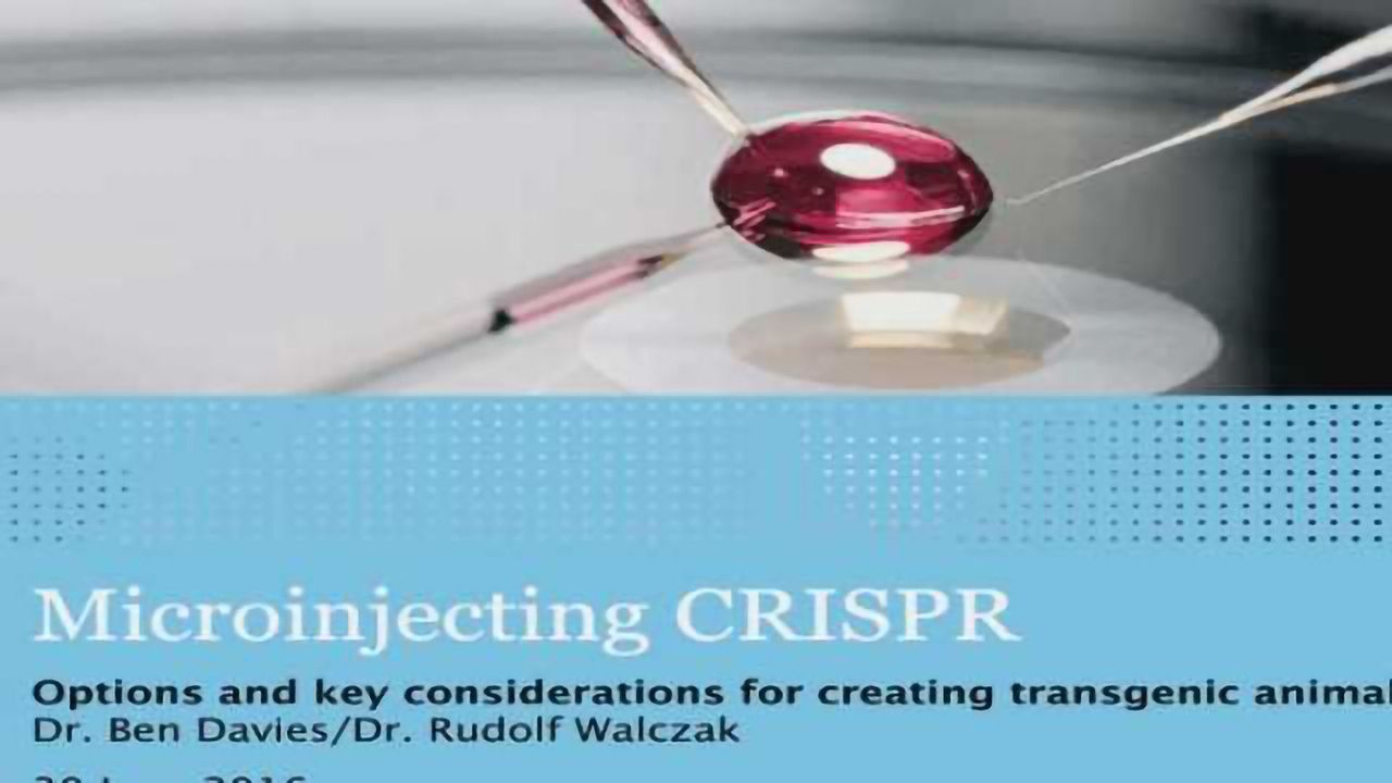 Microinjecting CRISPR: Options and key considerations for creating transgenic animal models